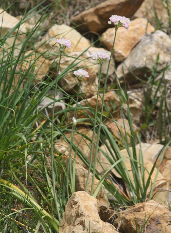 Allium roseum?